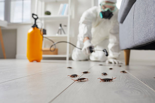 Commercial Kitchen Cockroach Control in Castle Rock